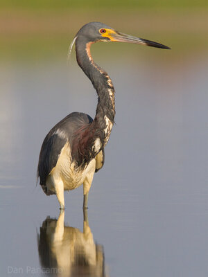 Tricolored_Heron_by_Dan_Pancamo.jpg