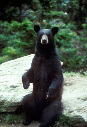 blackbearufws3.jpg