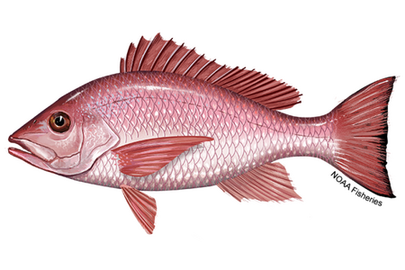 640x427-Snapper-Red-NOAAFisheries.png