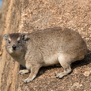 Rock-Hyrax.png