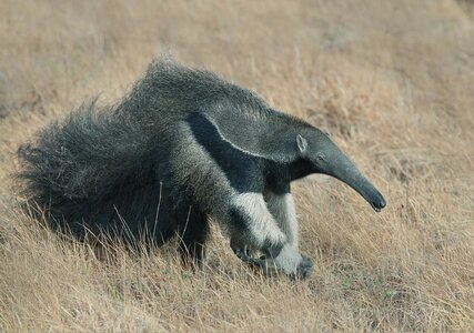 giant-anteater-guyana-kevin-schafer.jpg