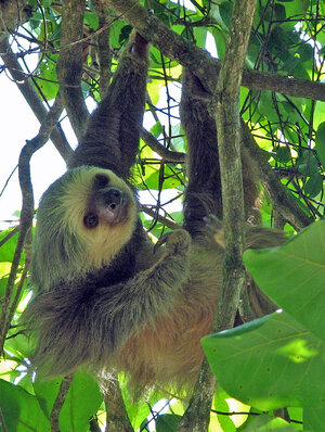 Two-toed_sloth_Costa_Rica_-_cropped.jpg