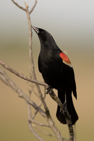 Red-Winged_Blackbird.png