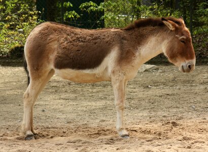 Kiang_in_Hellabrunn.jpg