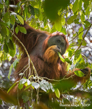Tapanuli-Orangutan1.png