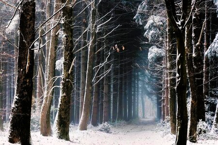snowy-forest-2334.jpg