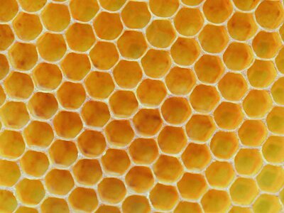 honeycomb-scaled.jpg