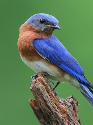 EASTERN-BLUEBIRD_3x4.jpg