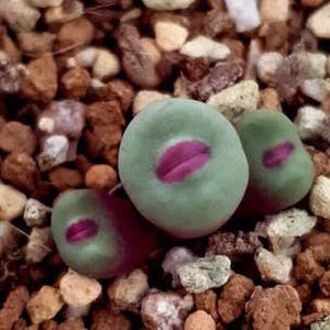 conophytum pageae.jpg
