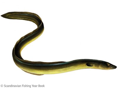 eel-scandinavian-fishing-year-book_0.jpg