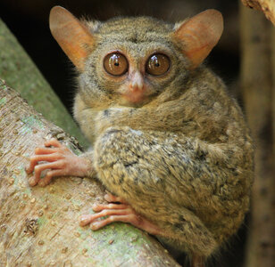 Tarsius_spectrumgurskyae.jpg