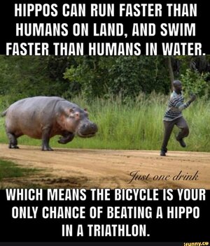 Hippo.jpg