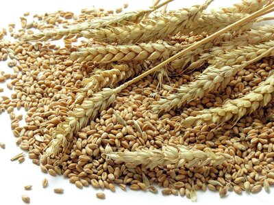 Heads-wheat-grains.jpg