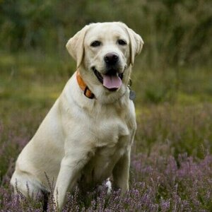 labrador-retriever-dog-breed-info.jpg