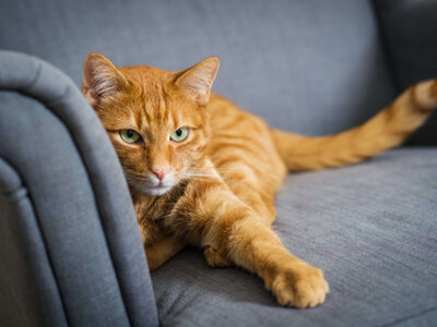 cat 2pmiyhQ8hke9.jpg