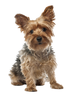 Yorkshire-Terrier_Vital-stats_Petplan.png