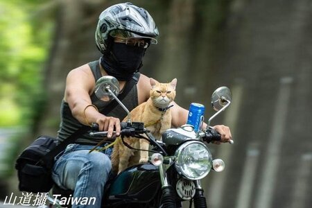 Motorcycle cat.jpg