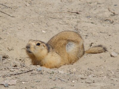 Spermophilus_fulvus_Baikonur_02.jpg
