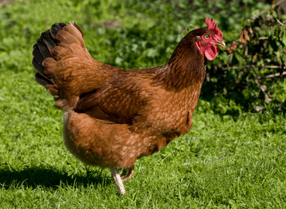 Rhode-Island-Red-Chickens-768x561.png