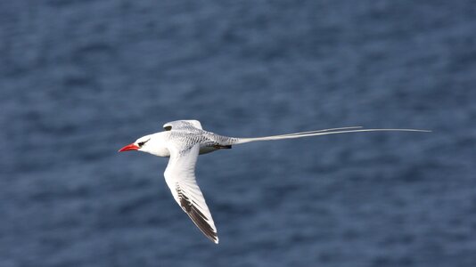 Red-billed_Tropicbird_(Phaethon_aethereus)_(4089464789).jpg