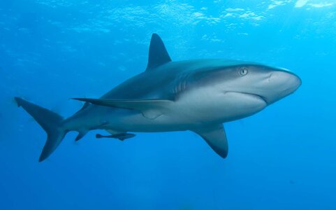 Caribbean_reef_shark.jpg