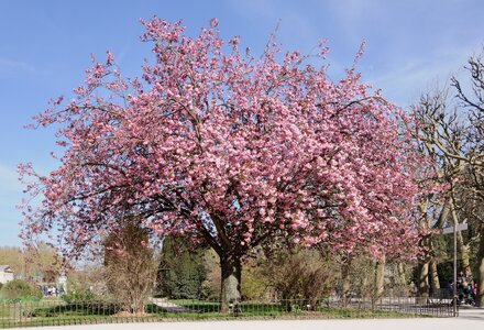 Japon_Prunus_serrulata.jpg