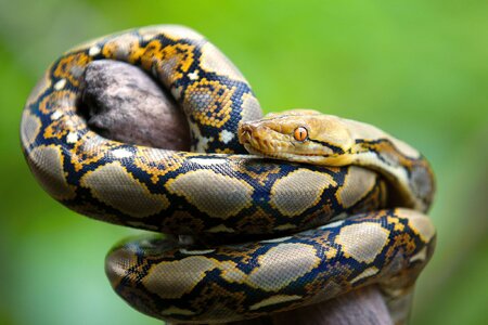 reticulated-python-Malayopython-reticulatus.jpg