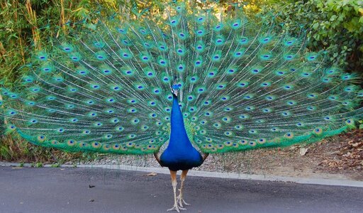 Peacock-Bird.jpg