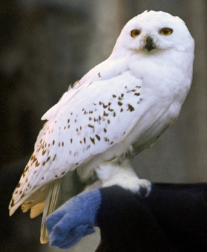 Hedwig_Snowy_Owl_PM.png