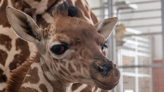 Baby Giraffe.jpg