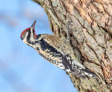Yellow-bellied_sapsucker_in_CP_(40484).jpg
