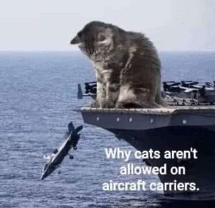 Cats on Aircraft carriers.jpg