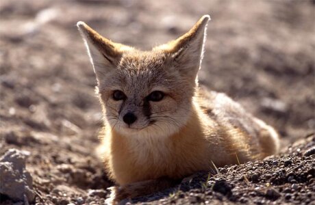 programs_fishwildlife_wildlife_featuredproject_utah_kitfox.jpg