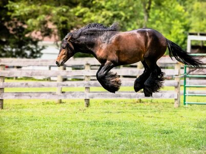 pferde-lustige-.jpg pferde-lustige-.jpg