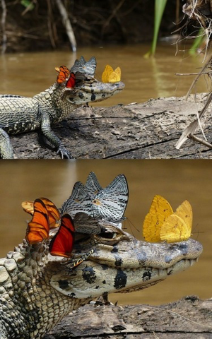 IMG_8334.png IMG_8334.png