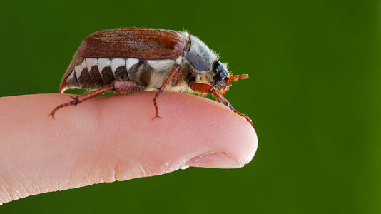 june-bug-2.jpg