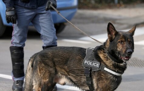 german-shepherd-police-dog.jpg
