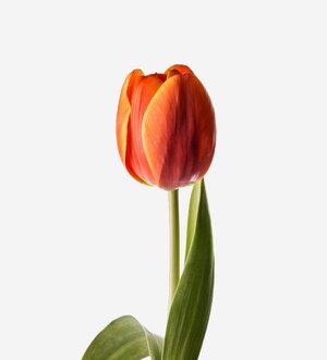 dutch_tulip_persimmon_dutch_tulip_stem_2.jpg