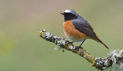 1708995958-Species-Redstart-MALE-Stood-on-branch-with-lichen.jpg