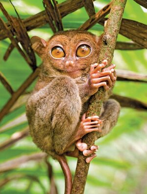 eye-structure-tarsier-light-levels-animal.jpg
