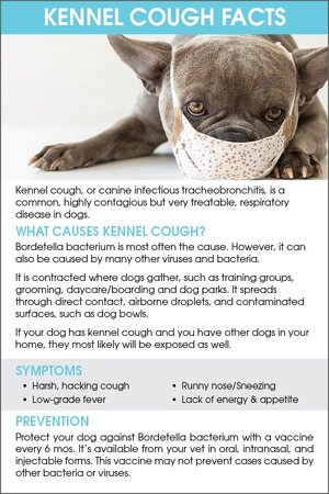 Kennel_Cough_Informational_Card_front.jpg