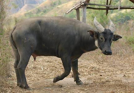 Tamaraw-Bubalus-Mindorensis.jpg