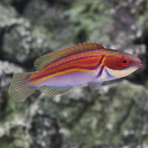 lg-39811_LaboutsFairyWrasse_male.jpg