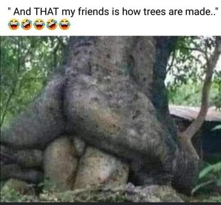 howtreesaremade .jpg