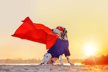 Superhero-dog-with-flying-cloak-Kasefoto-Shutterstock-760x506.jpg