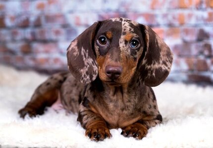 dapple-dachshund-portrait_Liliya-Kulianionak_Shutterstock-768x536.jpg