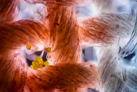 Screenshot 2024-07-08 at 10-24-57 Palynologin über ihre Arbeit »Mit Pollen lassen sich Alibis ...png