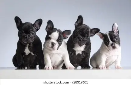 four-french-bulldogs-studio-shot-260nw-728319601.webp