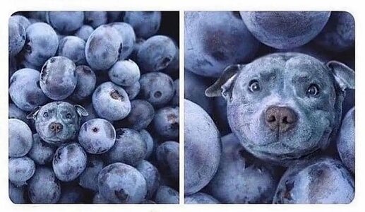 Berry Good Boy.jpg