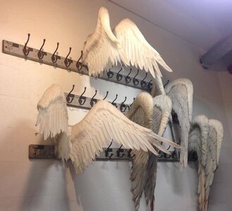 wings on the wall.jpg